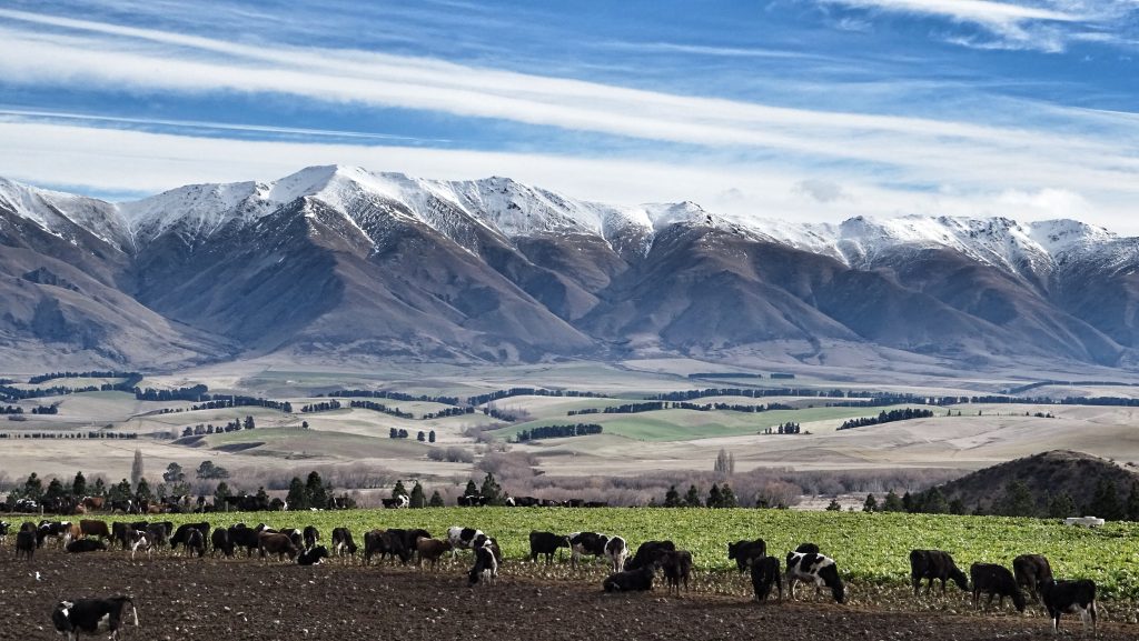 Cows grazing beneath the Southern Alps