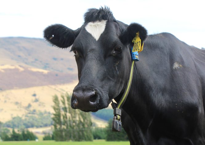Cow wearing smart collar