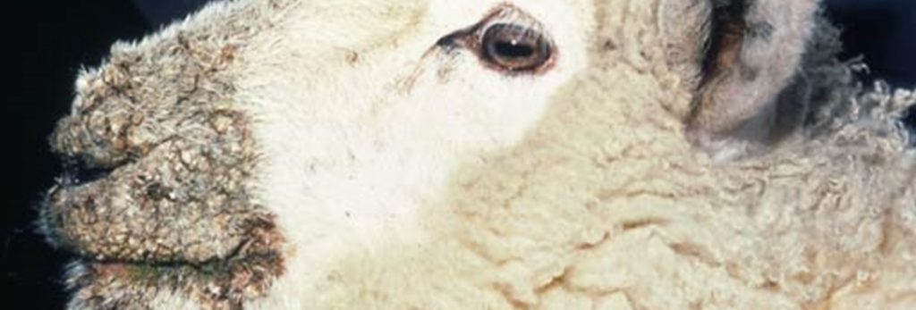 A sheep with scabby mouth