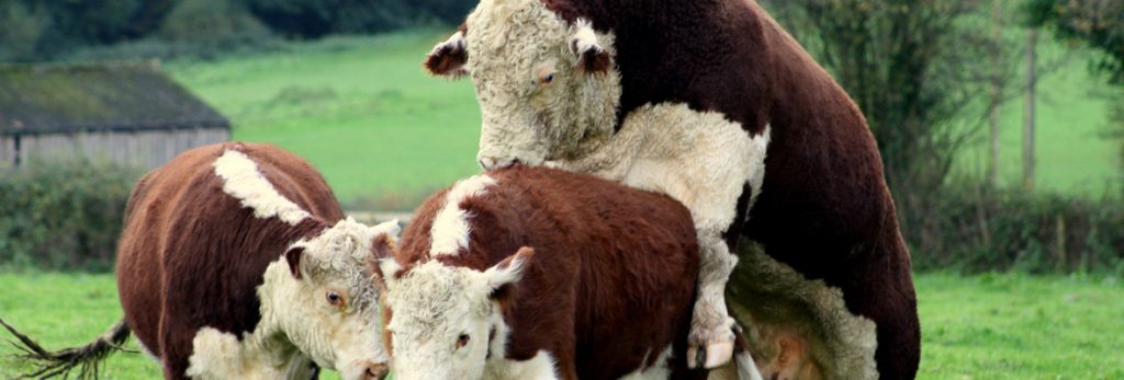 A bull and two cows in a field