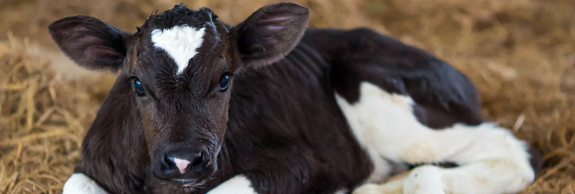 A dairy calf