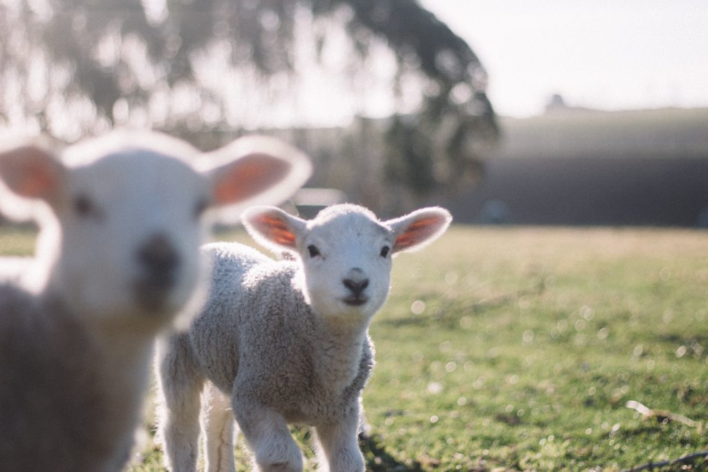 Two lambs