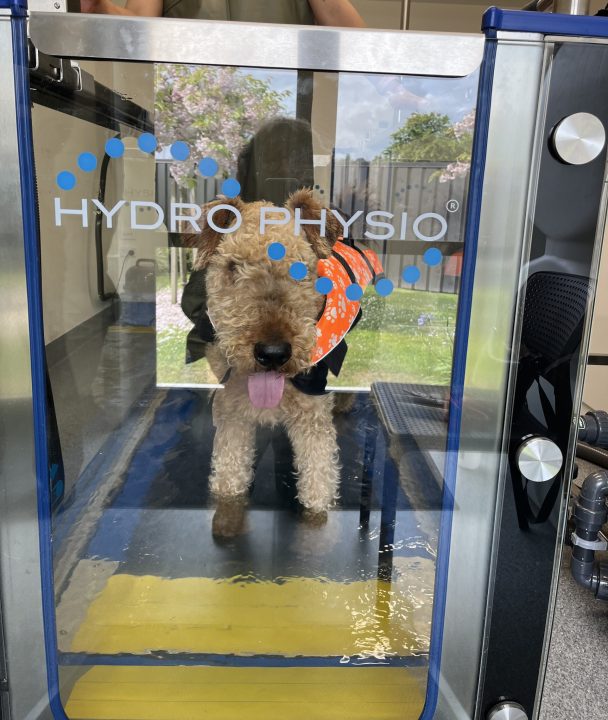 Airedale terrier in hydro pool