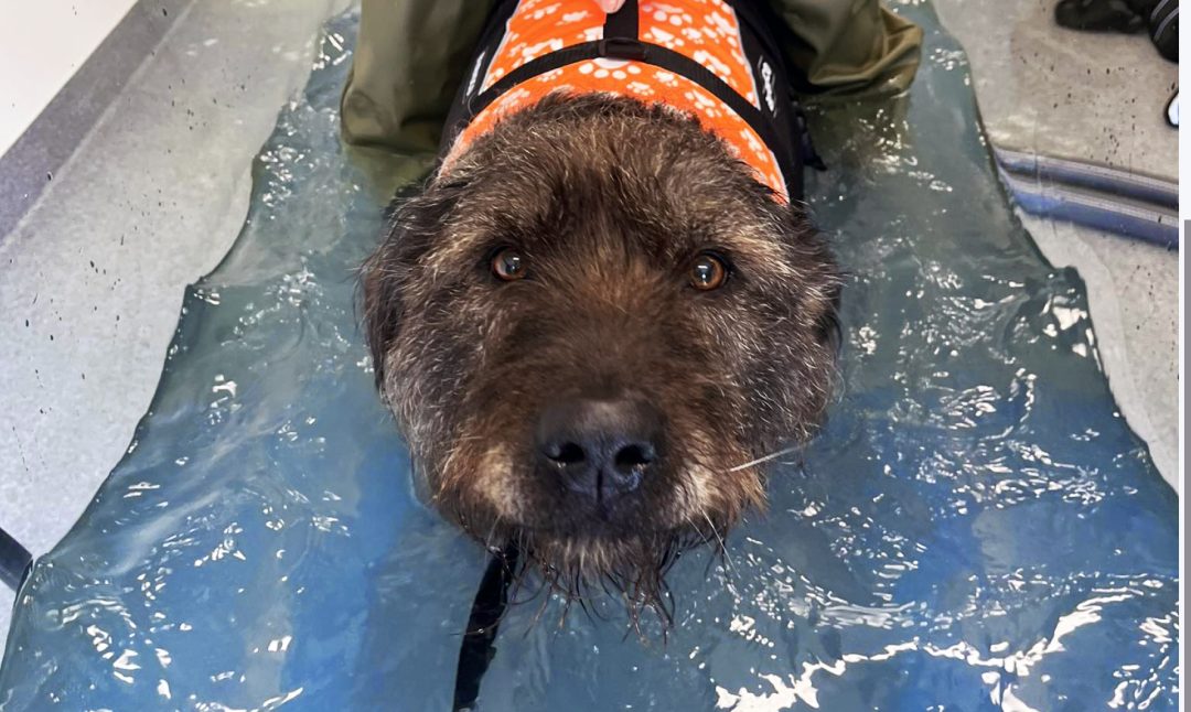 Dog in hydrotherapy pool
