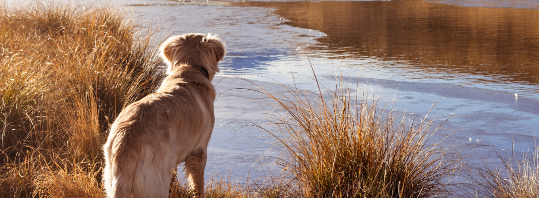 retriever looking at a river