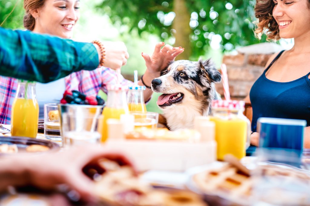 Outdoor summer picnic with dog