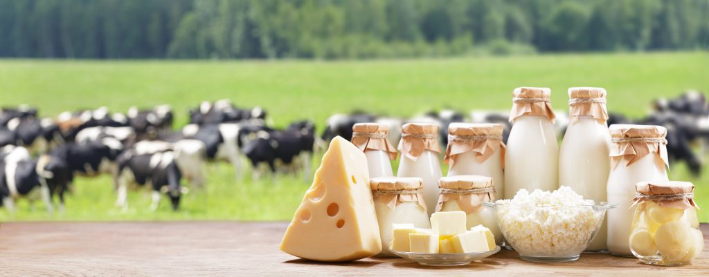 cheese and other dairy products on a table with dairy cows grazing in the background