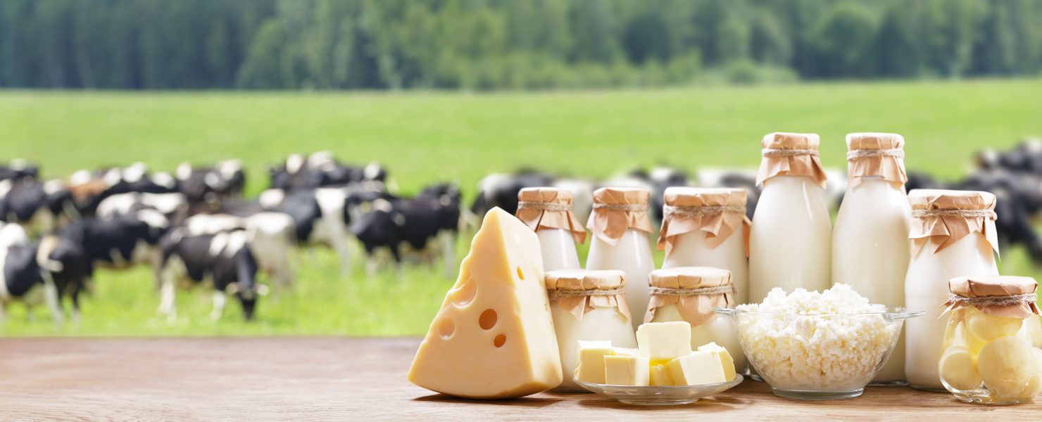cheese and other dairy products on a table with dairy cows grazing in the background