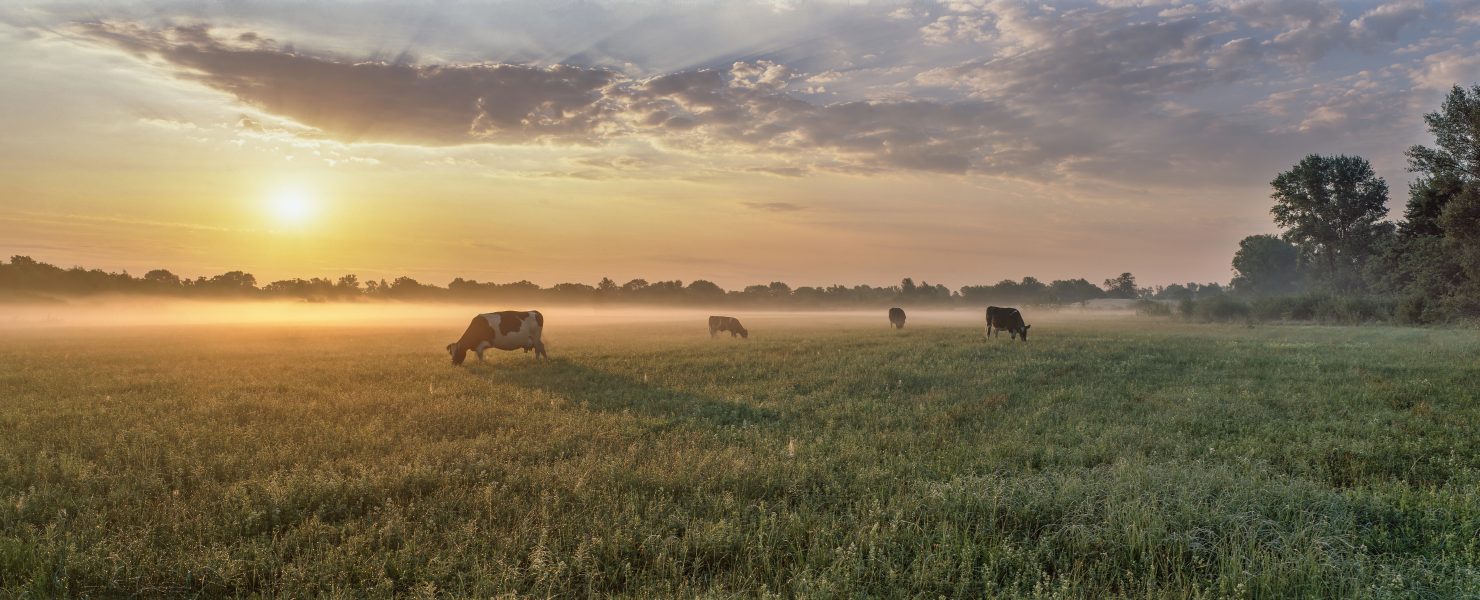 Sunrise scene with cows