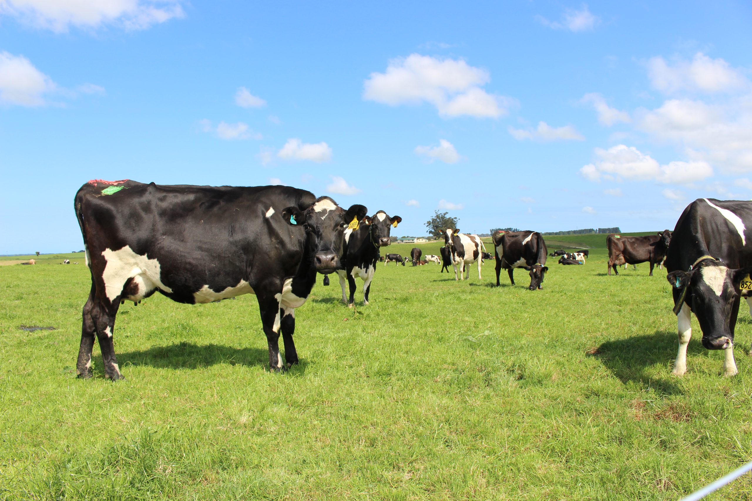 dairy cows grazing