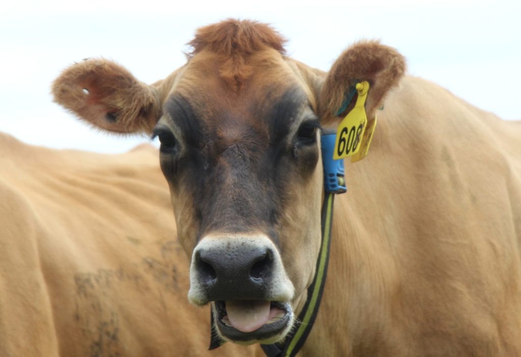 Cow wearing smart collar