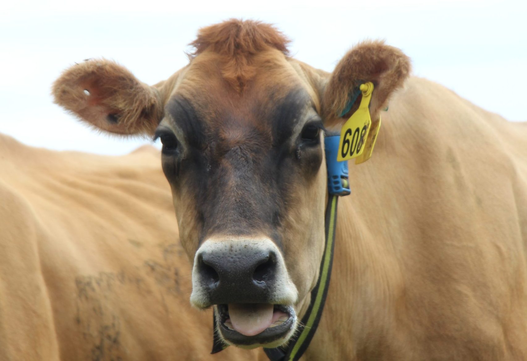 Cow wearing smart collar