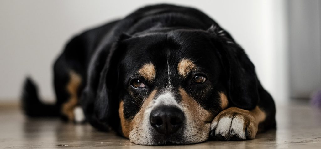 poorly dog