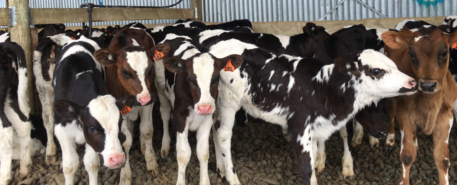 Calves in shed