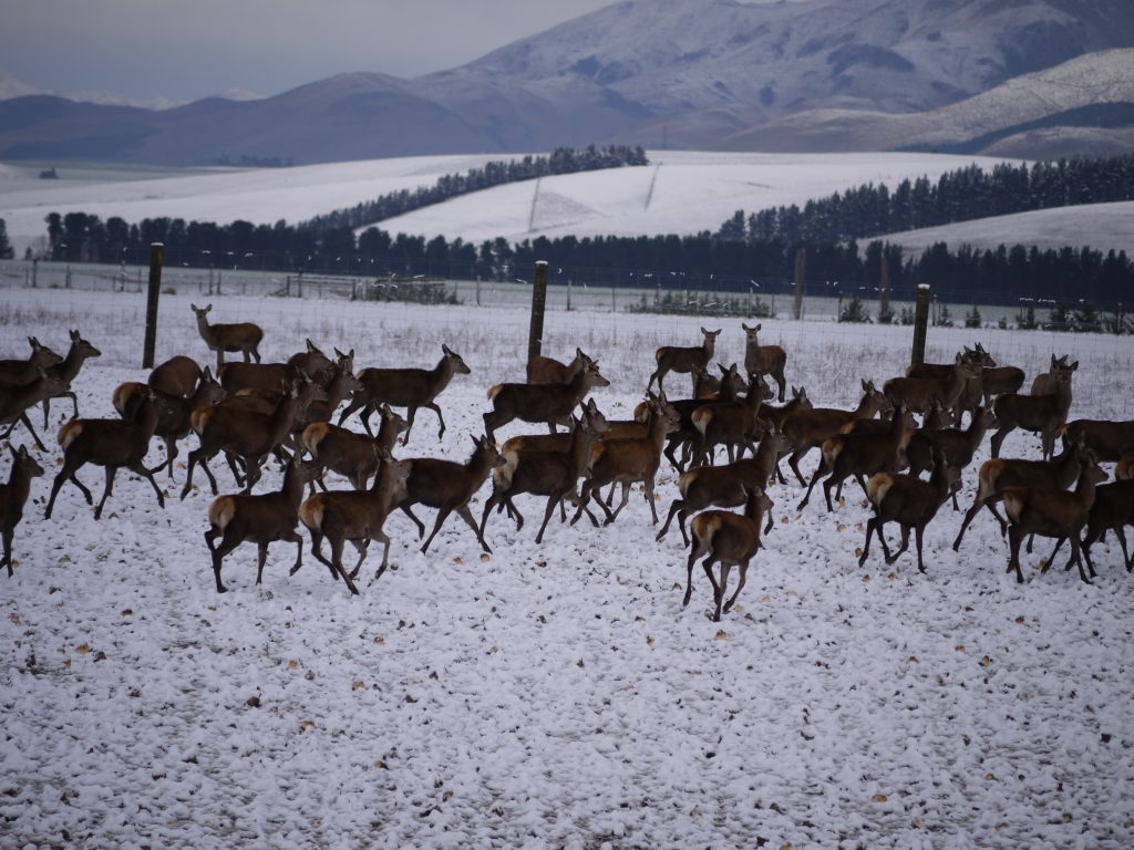 deer in paddock in winter