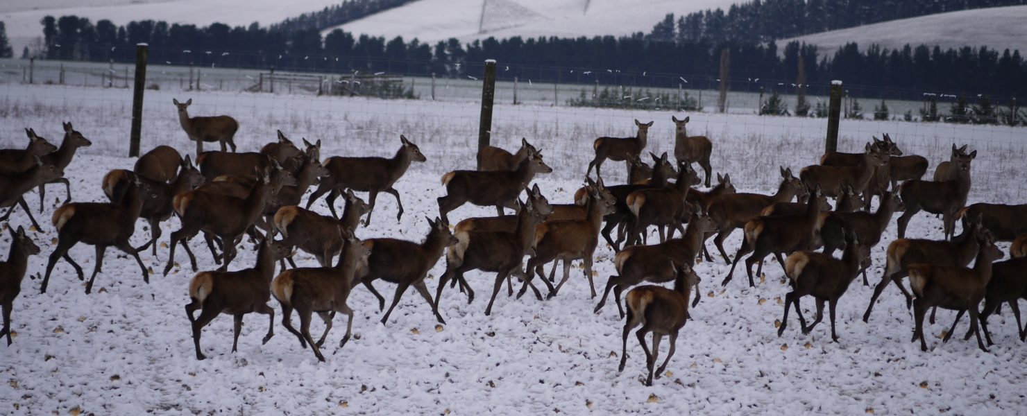 deer in paddock in winter