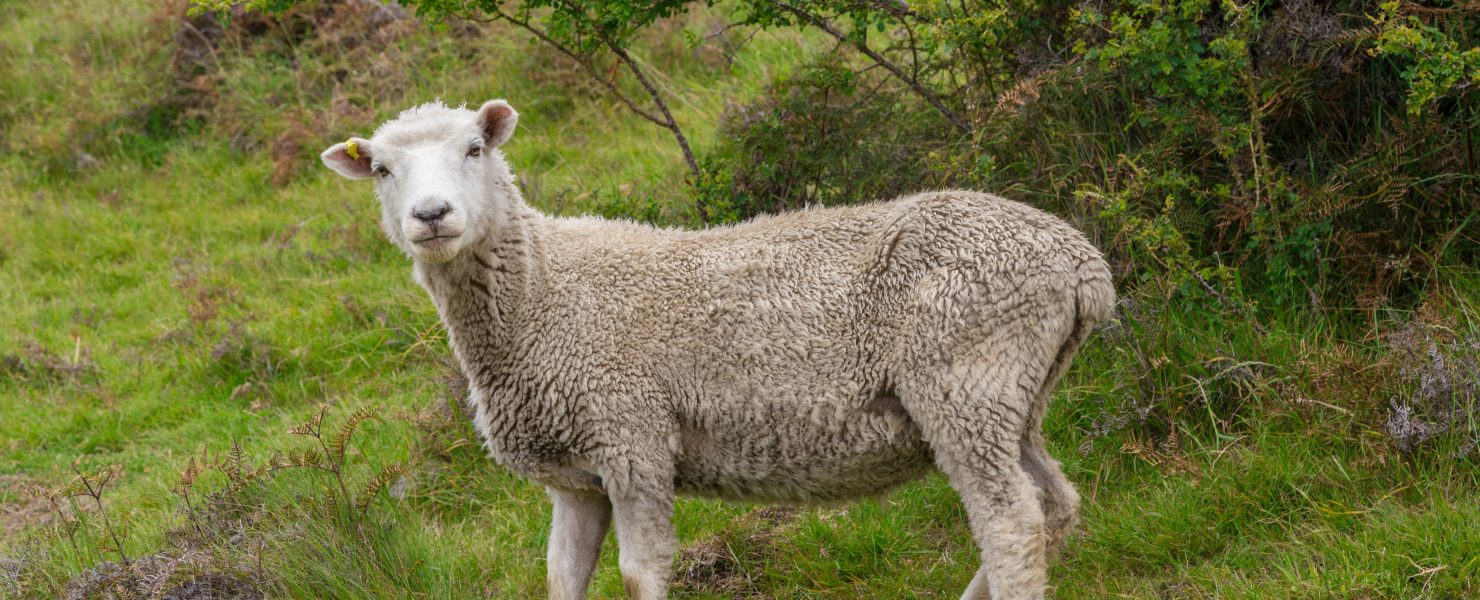 Low condition, low weight ewe