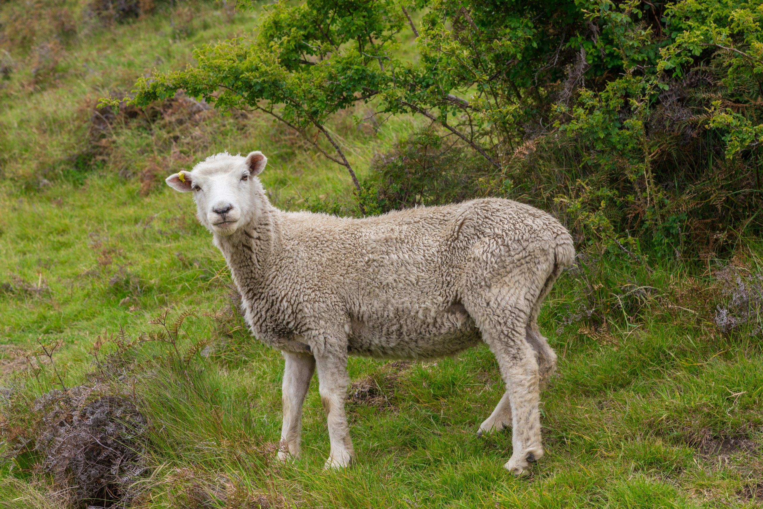 Low condition, low weight ewe