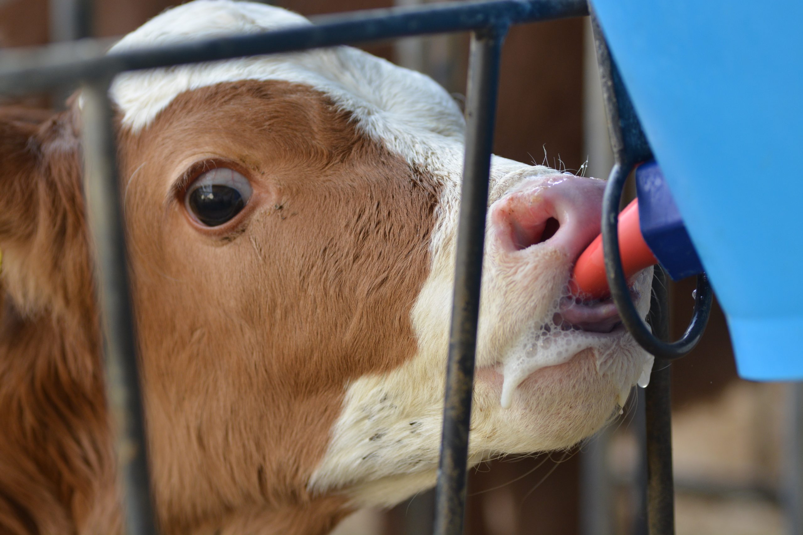 calf drinking from feeder