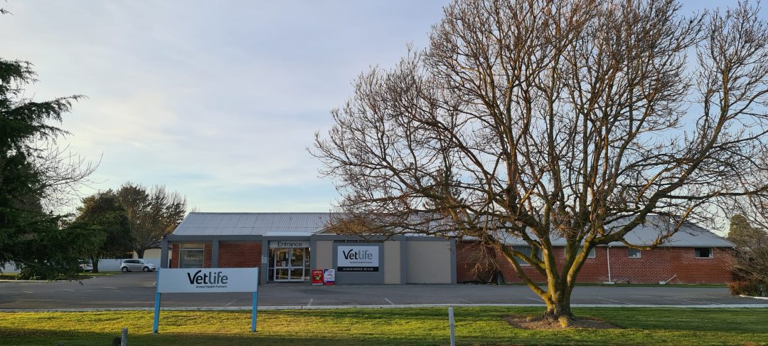 Vetlife Ashburton