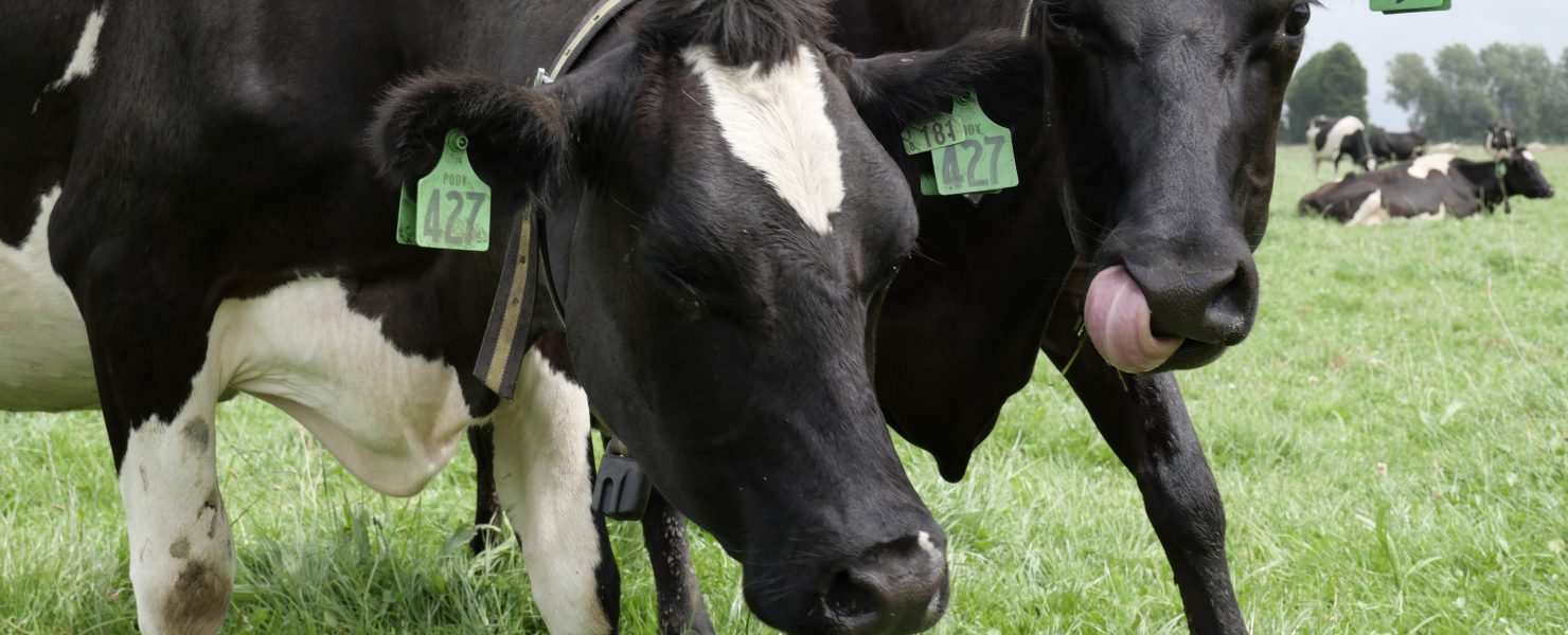Cow collar wearing cows
