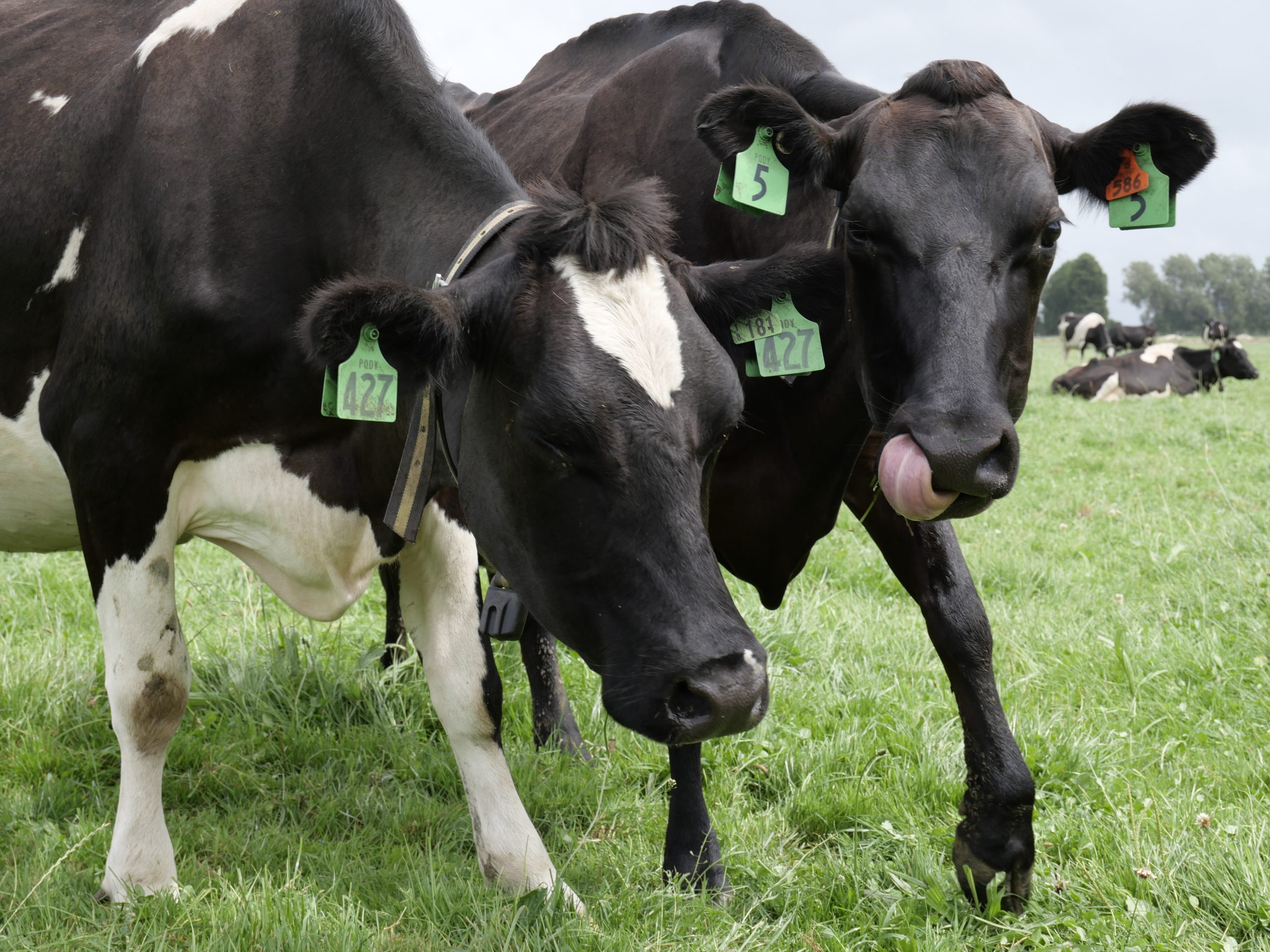 Cow collar wearing cows