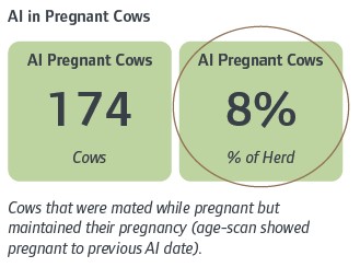 Artifical insemination in pregnant cows infographic