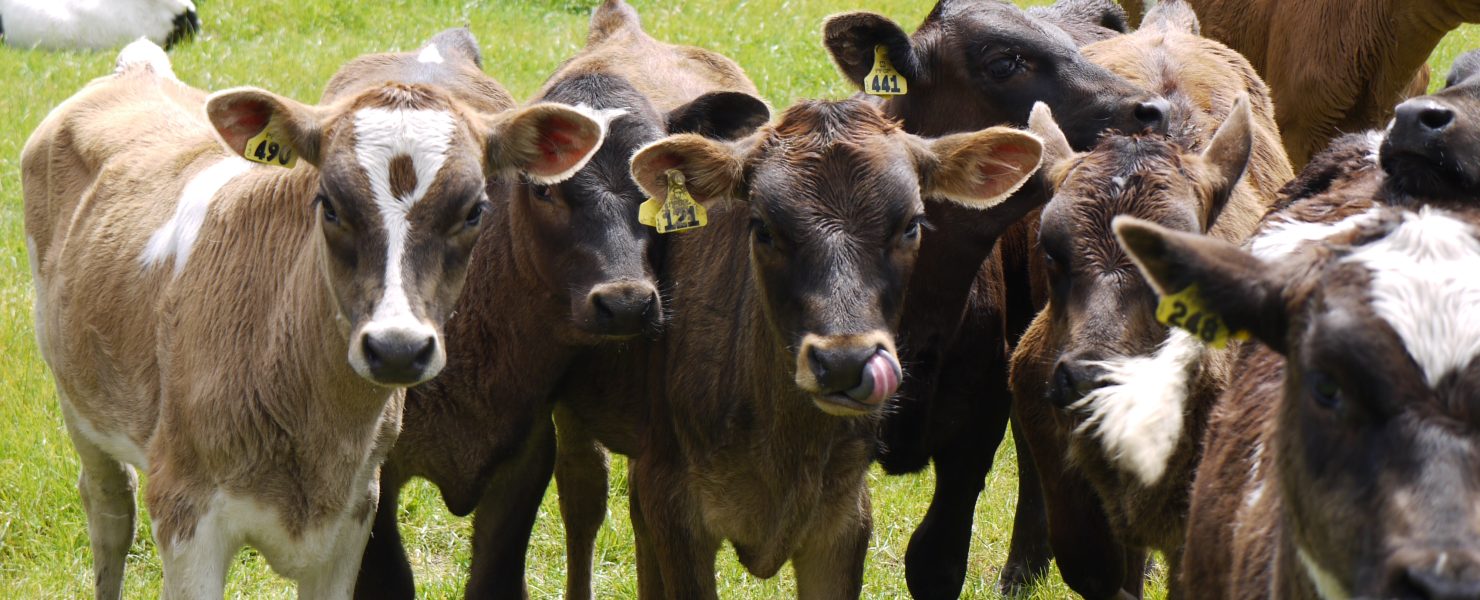 dairy heifers up close