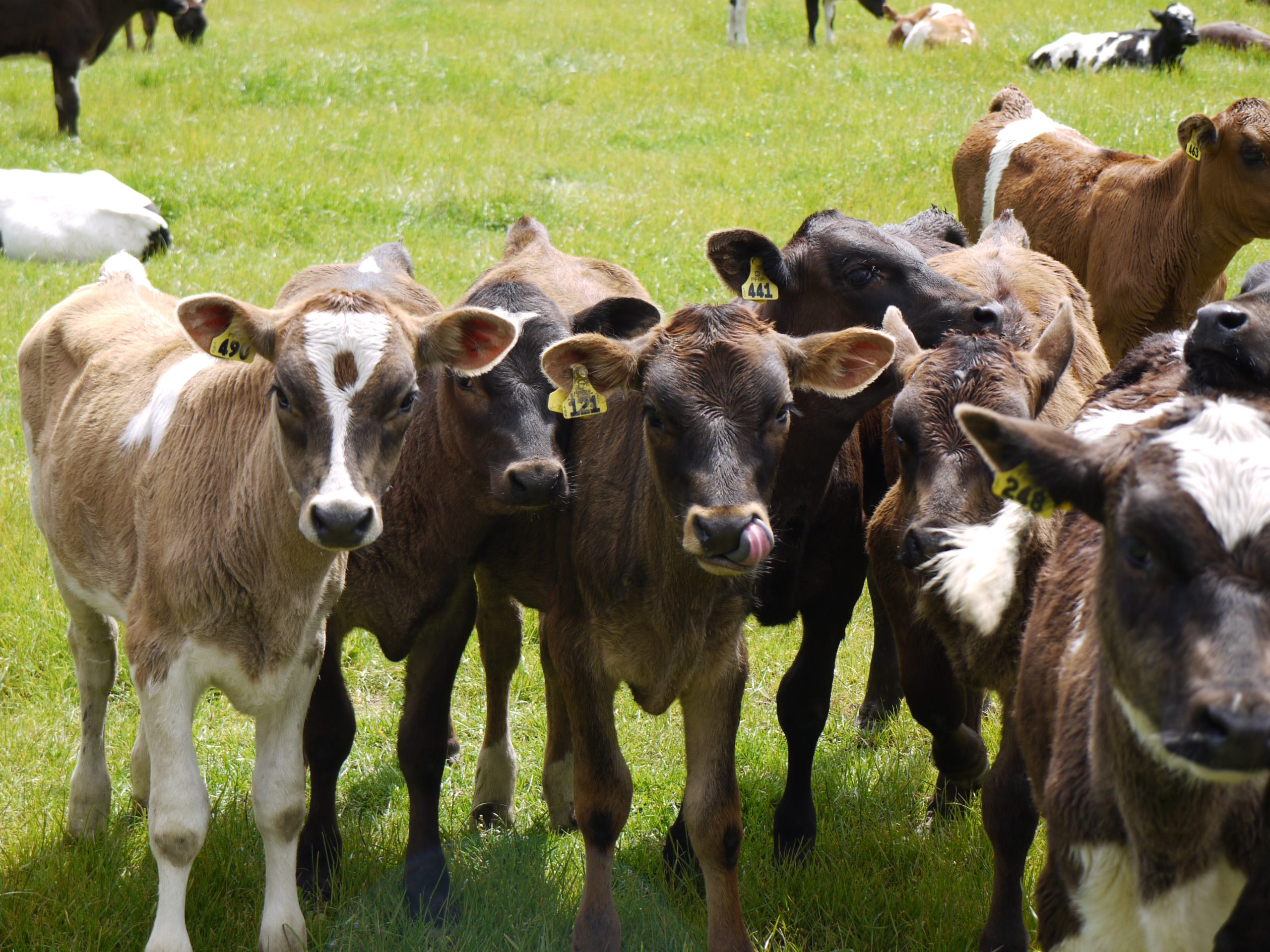 dairy heifers up close