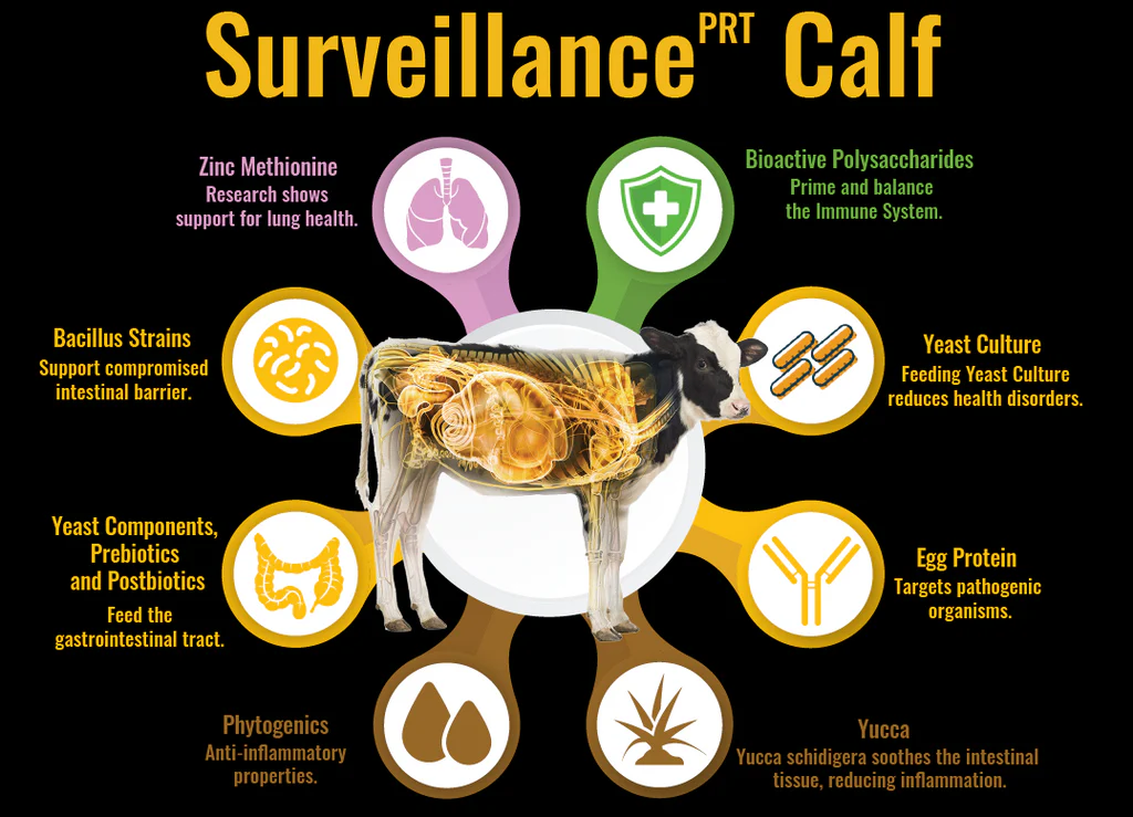 Infographic for Surveillance Calf liquid