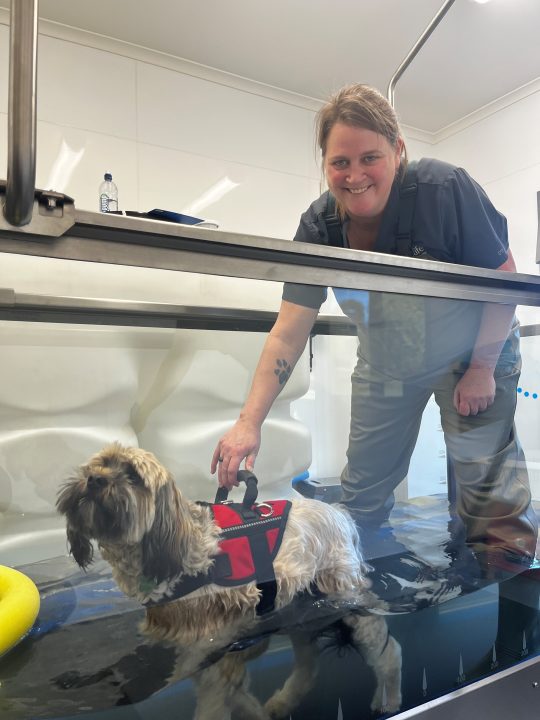 Chester enjoying his hydrotherapy session at Vetlife Wanaka