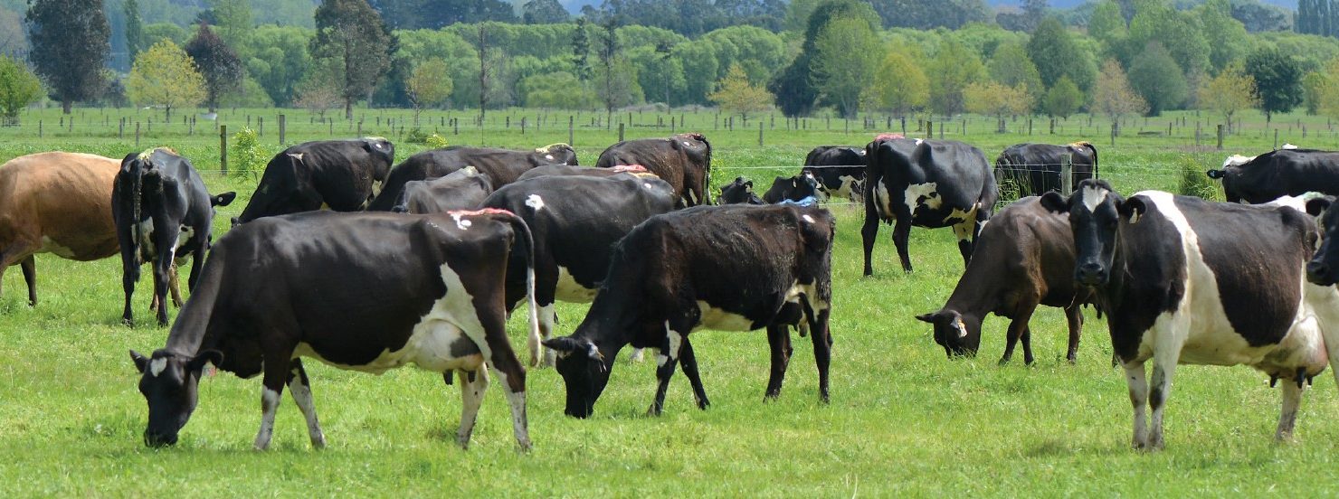 field of cows in new zealand