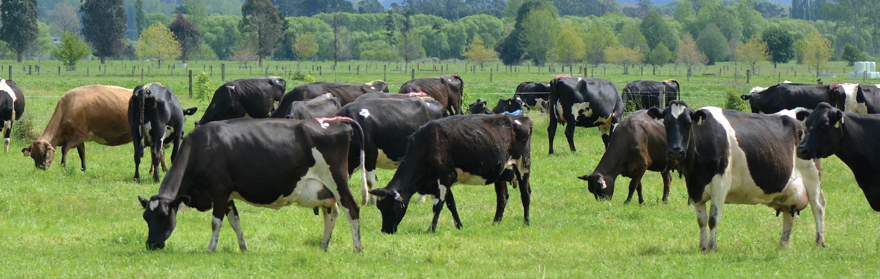 field of cows in new zealand