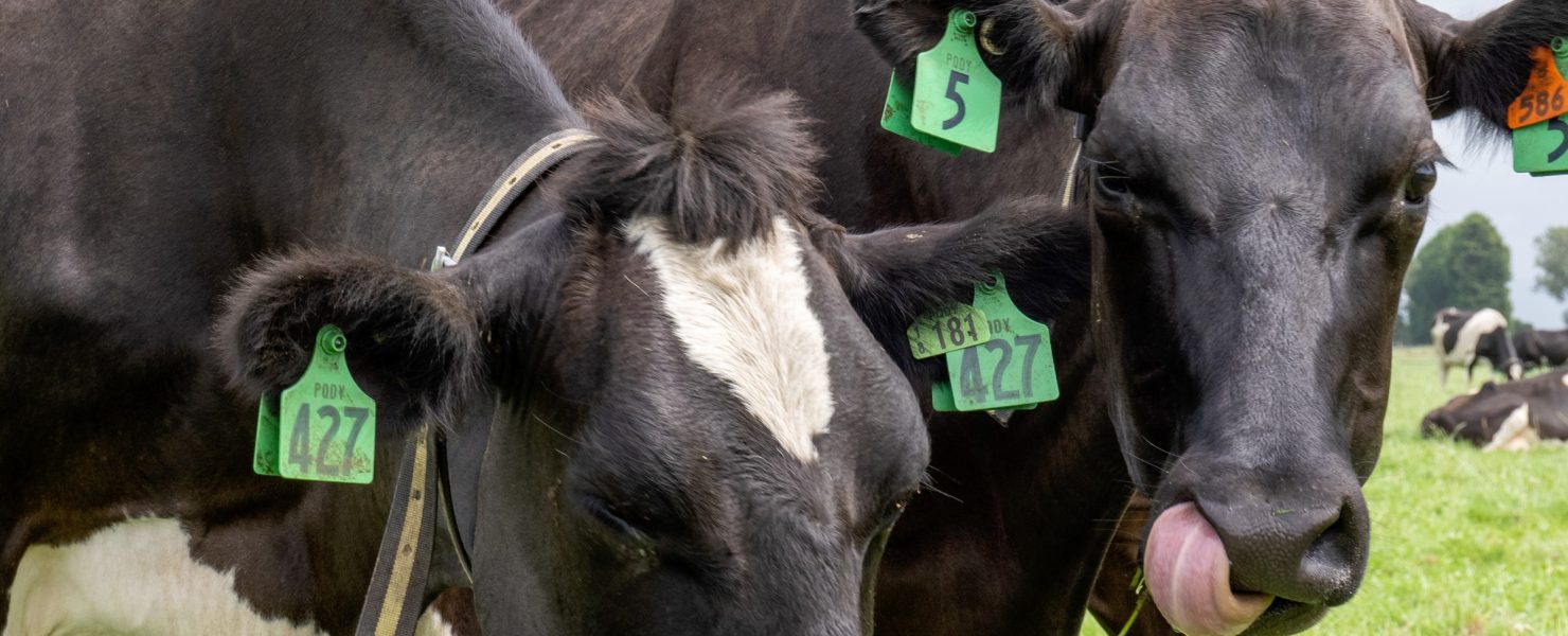 close up two dairy cows in New Zealand