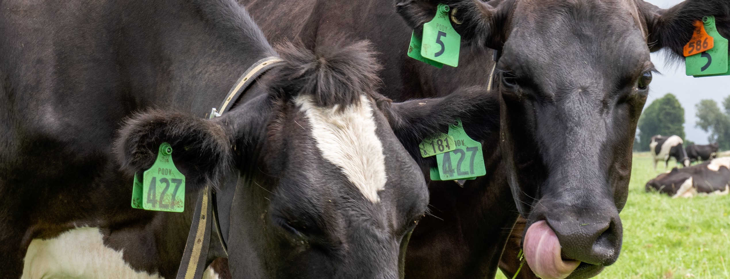 close up two dairy cows in New Zealand