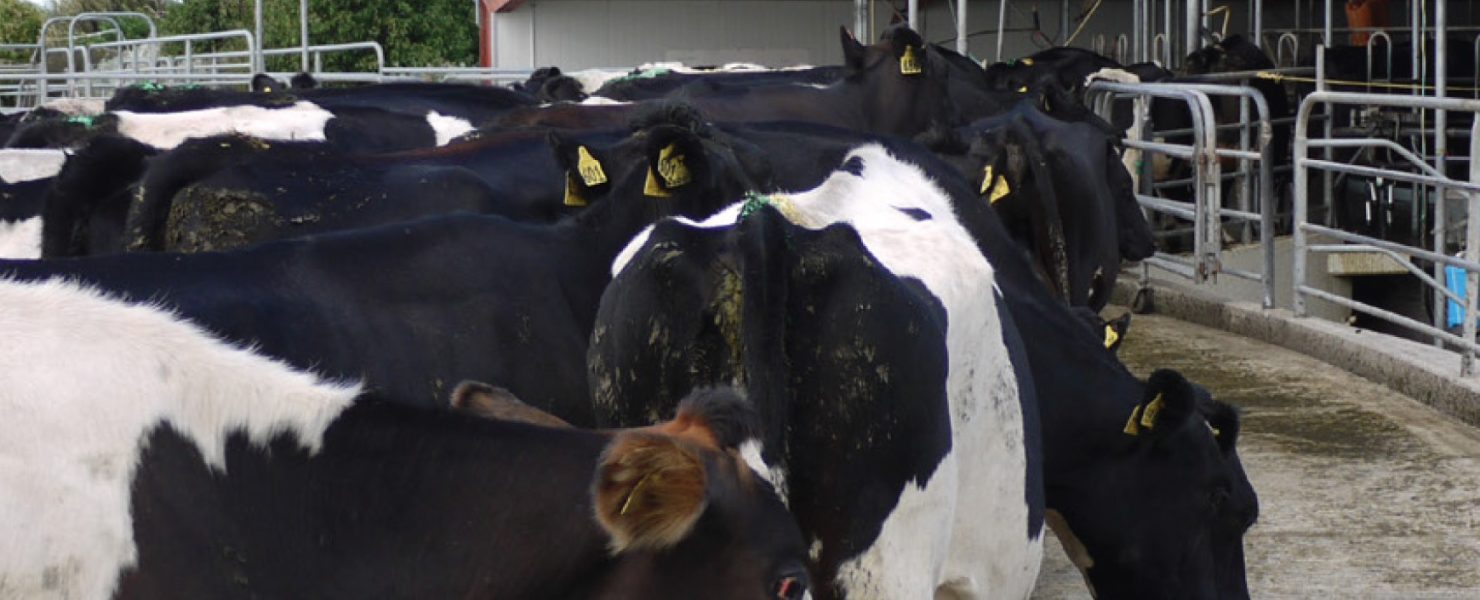 cows going into a milking shed