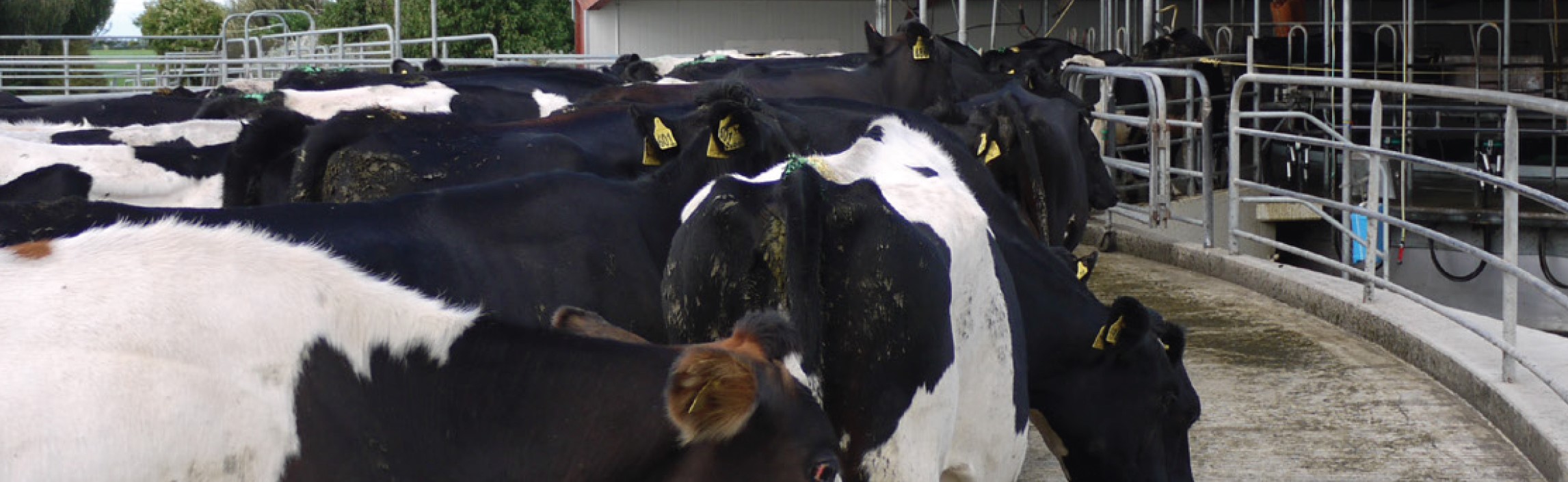 cows going into a milking shed