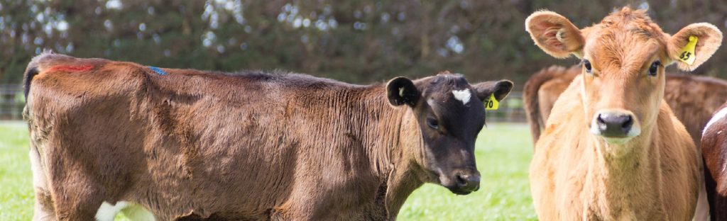 two calves in a field