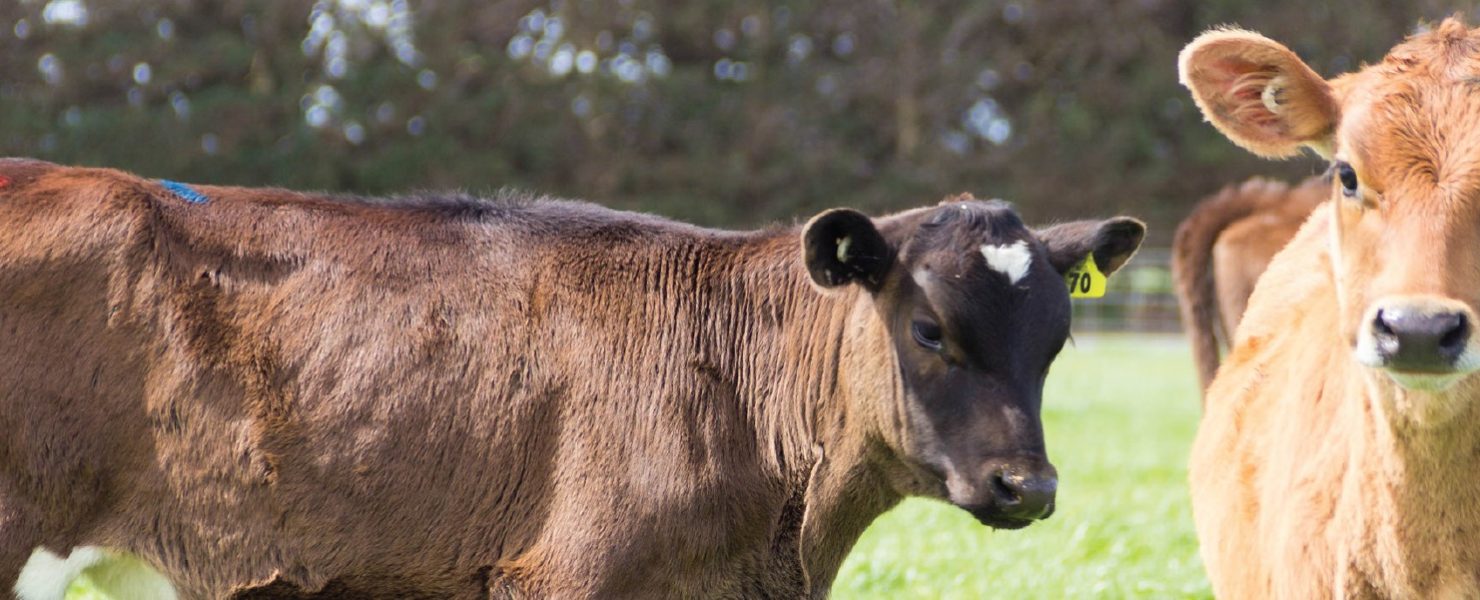 two calves in a field