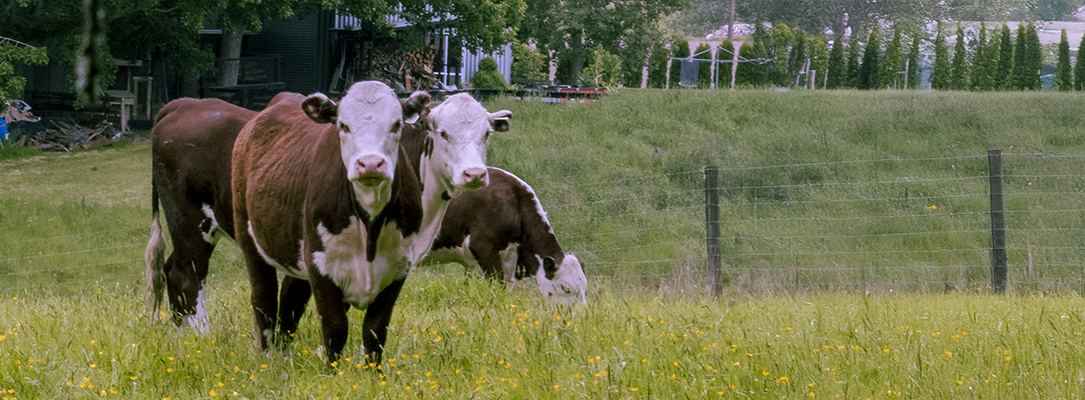 early summer bulls in a field