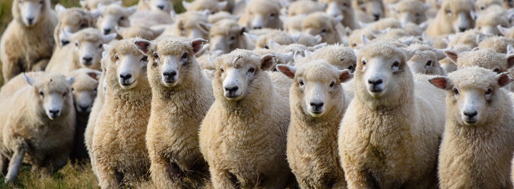 ewes