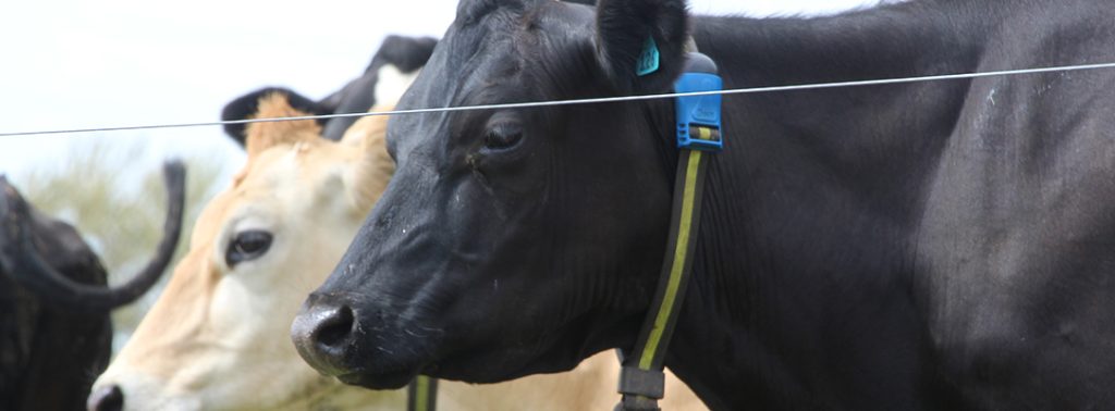 Dairy cow wearing a smart cow collar in New Zealand