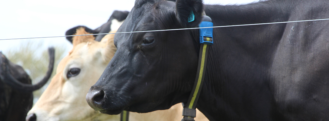 Dairy cow wearing a smart cow collar in New Zealand