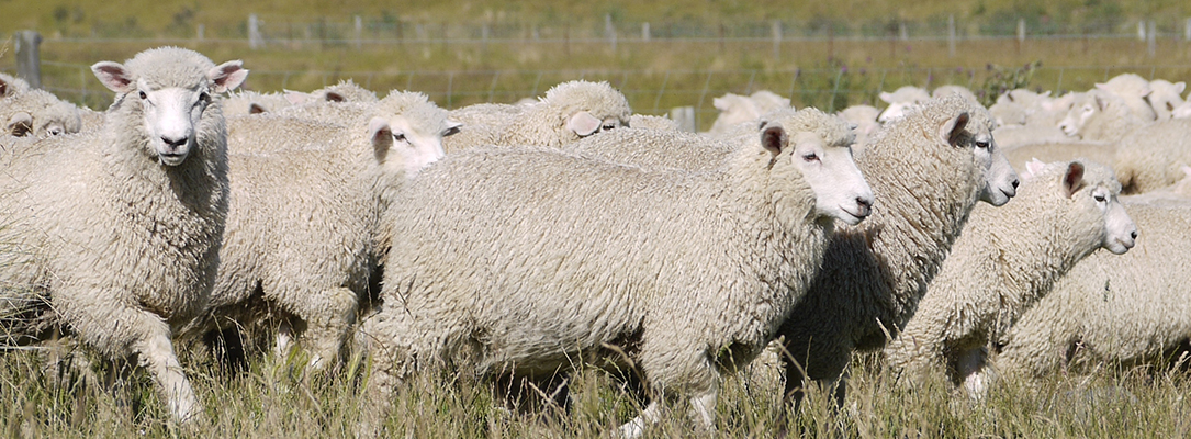 cobalt or B12 deficiency in lambs