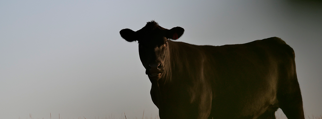 a single beef weaner looking at the camera