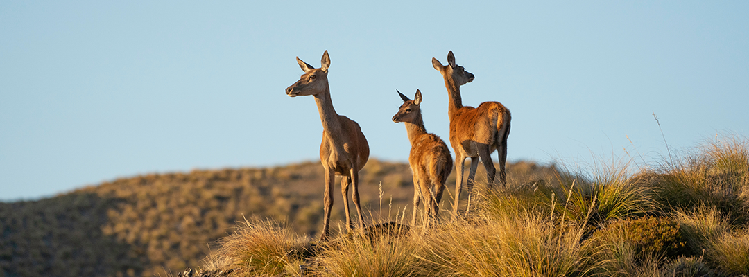 three deer on a rise