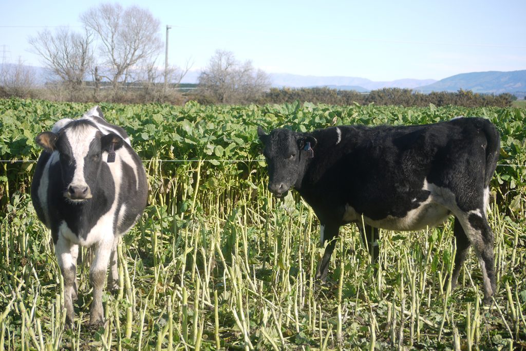 Two cows in a field