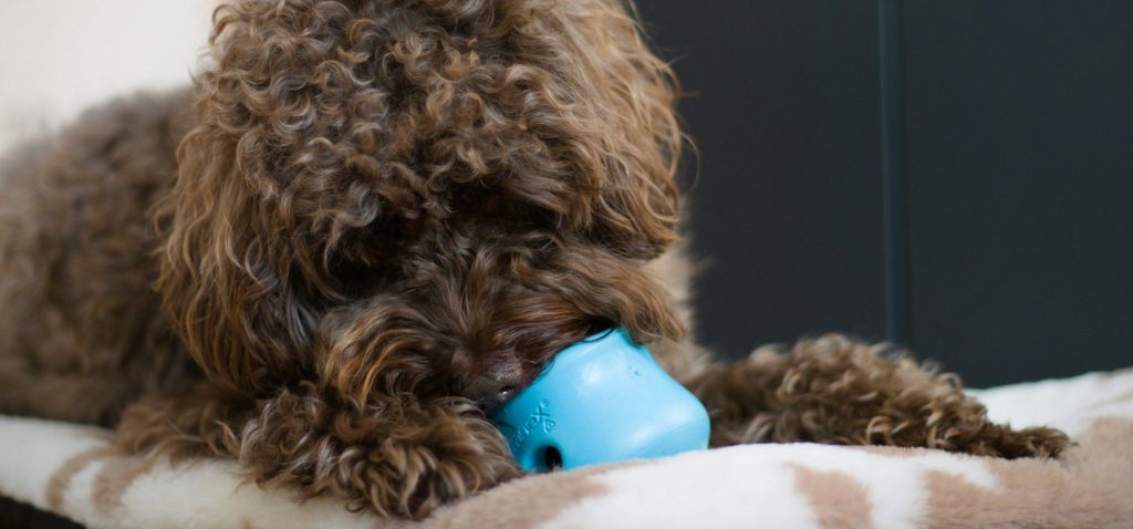 dog engagemed in enrichment activity