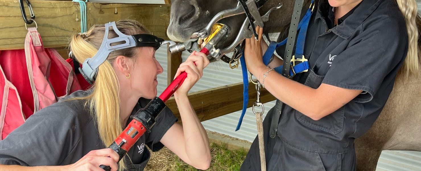 equine vet giving a horse a dental
