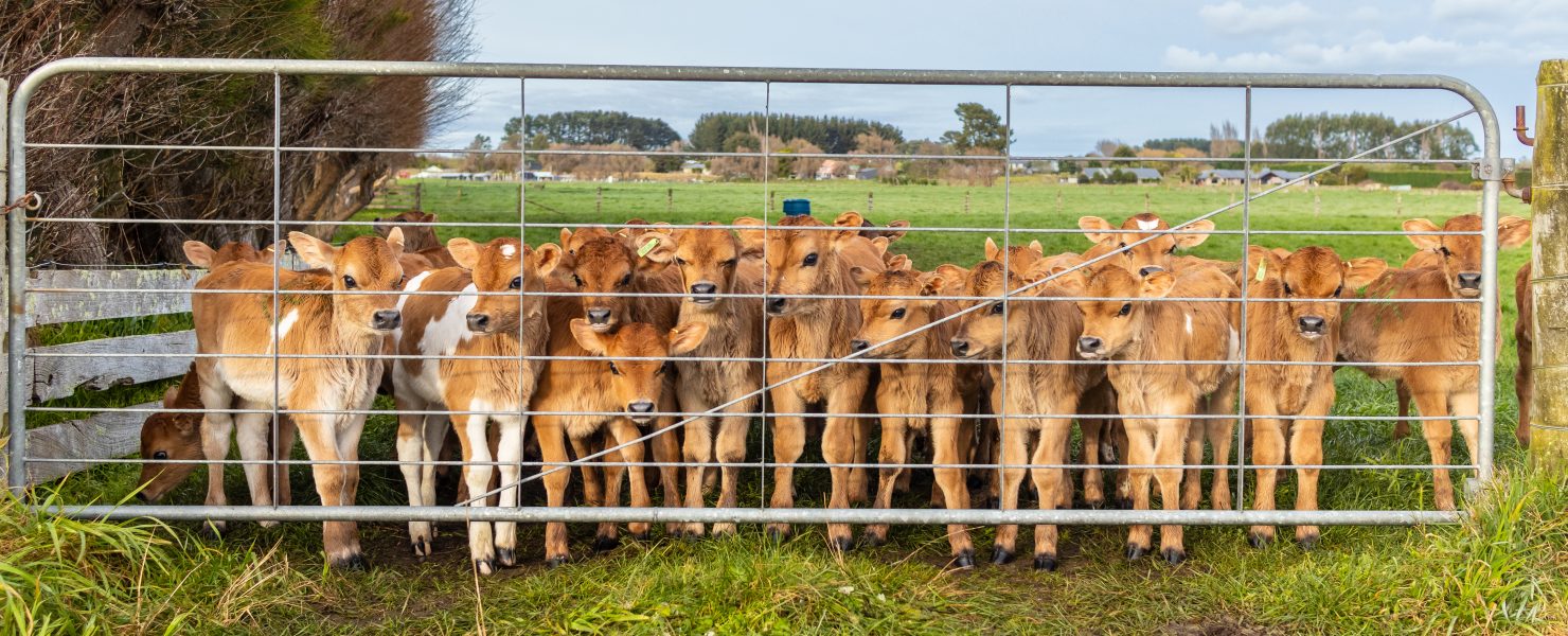Brown Jersey Calves Behind Steel Gate